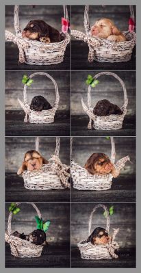 Die 2 Lebenswoche der kleinen q-chen_33