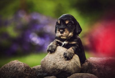 Unseren Traumhaften R-chen_4