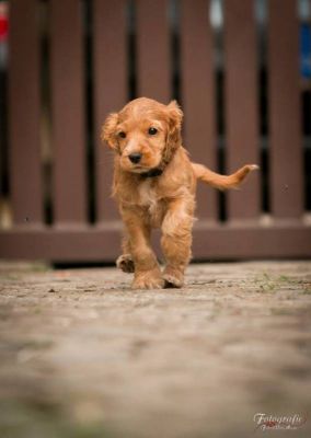 Uma von Dream Cocker