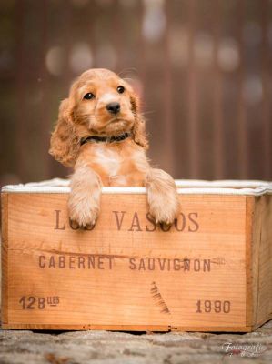 Uma von Dream Cocker