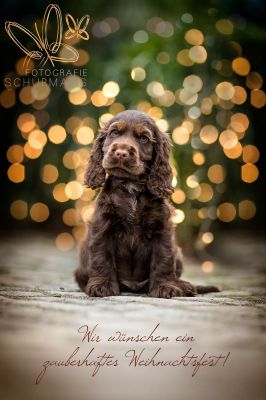 Dream Cocker Babys_6