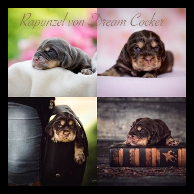 Dream Cocker Babys_9
