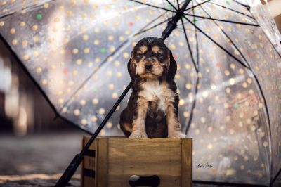 Dream Cocker Babys_11