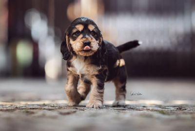 Dream Cocker Babys_13