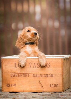 Uma von Dream Cocker