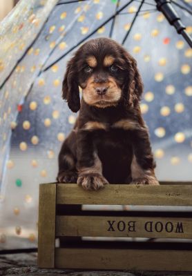 Dream Cocker Babys_15