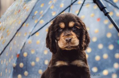 Dream Cocker Babys_16