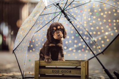 Dream Cocker Babys_17