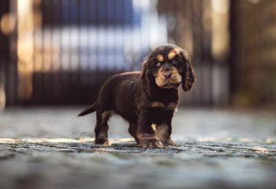 Dream Cocker Babys_18