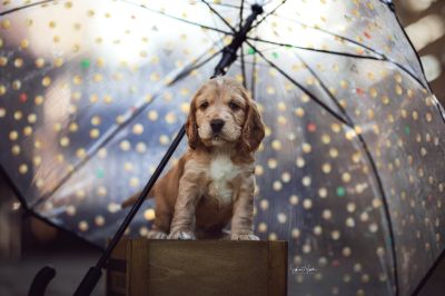 Dream Cocker Babys_19