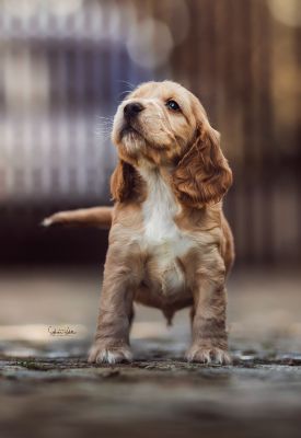 Dream Cocker Babys_20