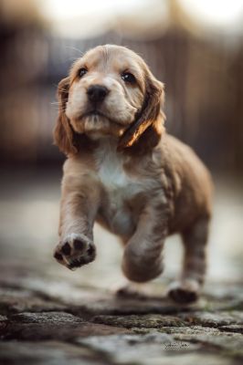 Dream Cocker Babys_21