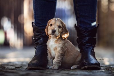 Dream Cocker Babys_22