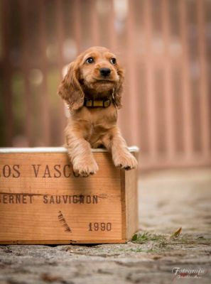 Umbro von Dream Cocker
