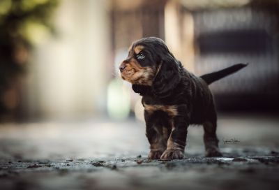 Dream Cocker Babys_26