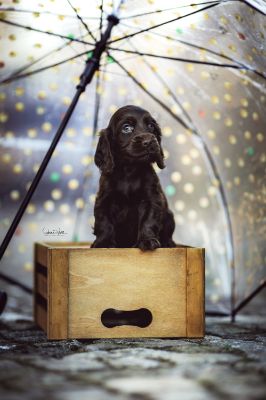 Dream Cocker Babys_29