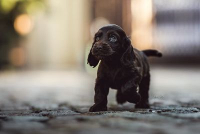 Dream Cocker Babys_31