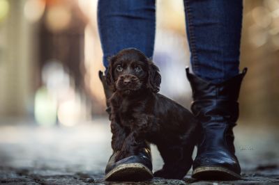 Dream Cocker Babys_32