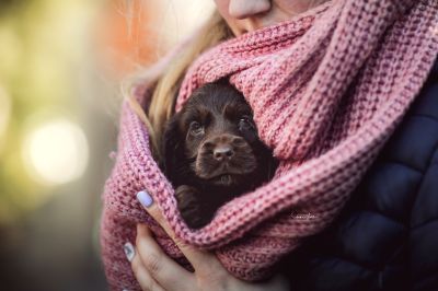 Dream Cocker Babys_33