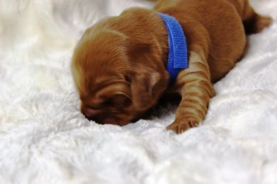 Wenn aus Liebe Leben wird...