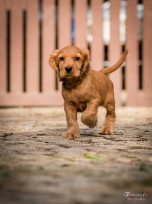 Umbro von Dream Cocker