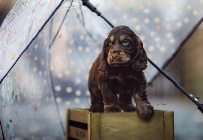 Dream Cocker Babys_34