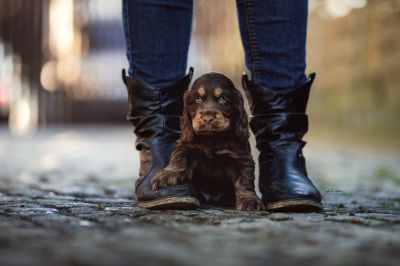 Dream Cocker Babys_36