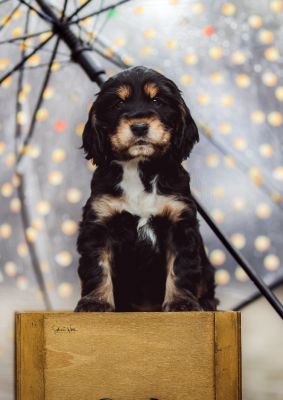 Dream Cocker Babys_37