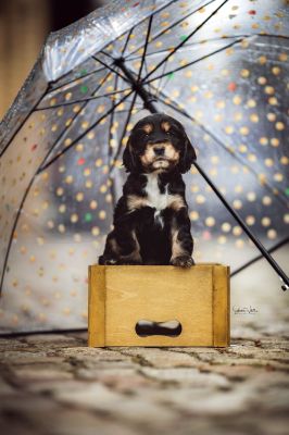 Dream Cocker Babys_38