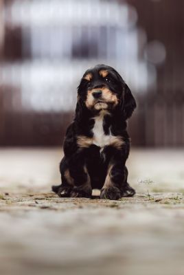 Dream Cocker Babys_39