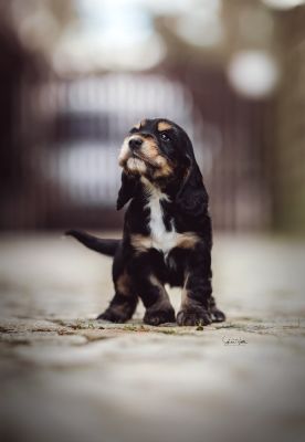 Dream Cocker Babys_40