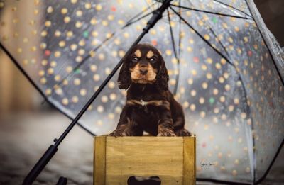 Dream Cocker Babys_41