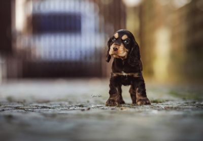 Dream Cocker Babys_42