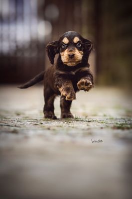 Dream Cocker Babys_43