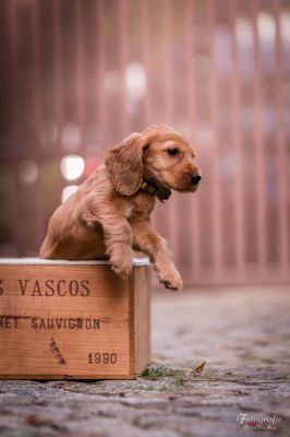 Umbro von Dream Cocker