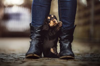 Dream Cocker Babys_44