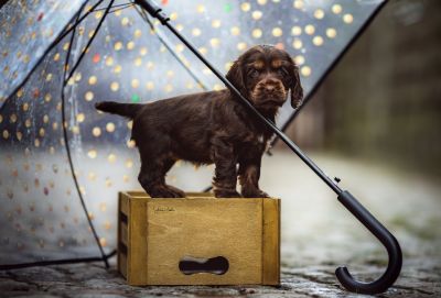 Dream Cocker Babys_45