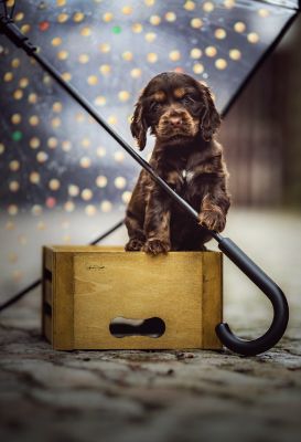 Dream Cocker Babys_46