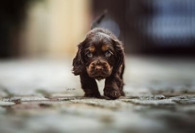 Dream Cocker Babys_47