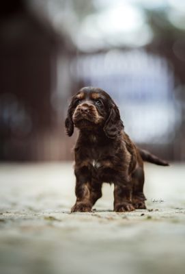 Dream Cocker Babys_48