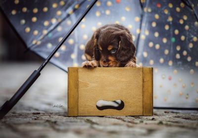 Dream Cocker Babys_49