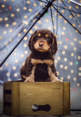 Dream Cocker Babys_50