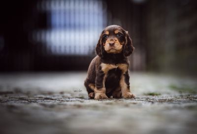 Dream Cocker Babys_51