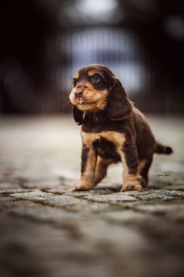 Dream Cocker Babys_52