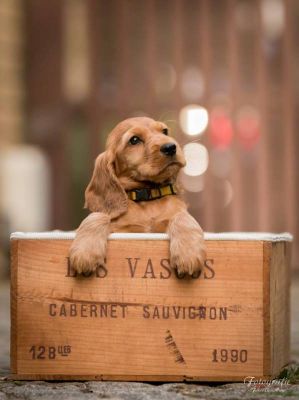 Umbro von Dream Cocker