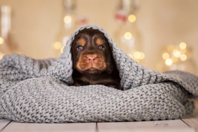 Dream Cocker Babys_54