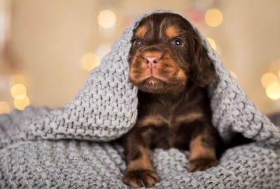 Dream Cocker Babys_55