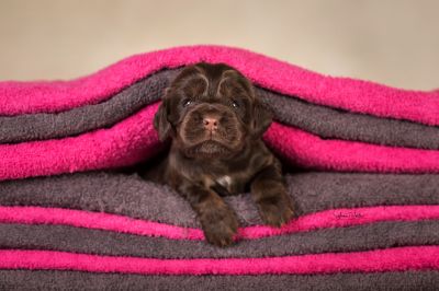 Dream Cocker Babys_56