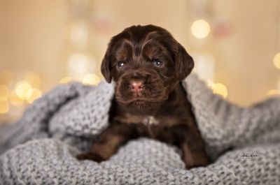 Dream Cocker Babys_57