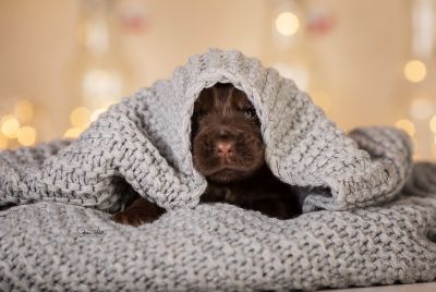 Dream Cocker Babys_58